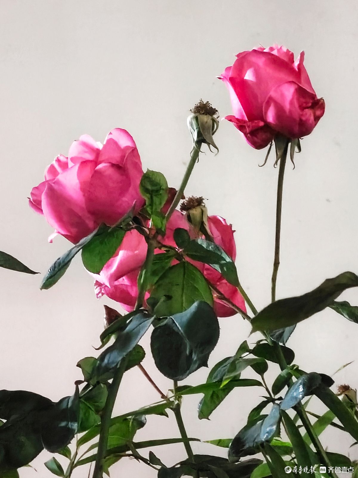 冬日里，倔强的月季傲霜绽放