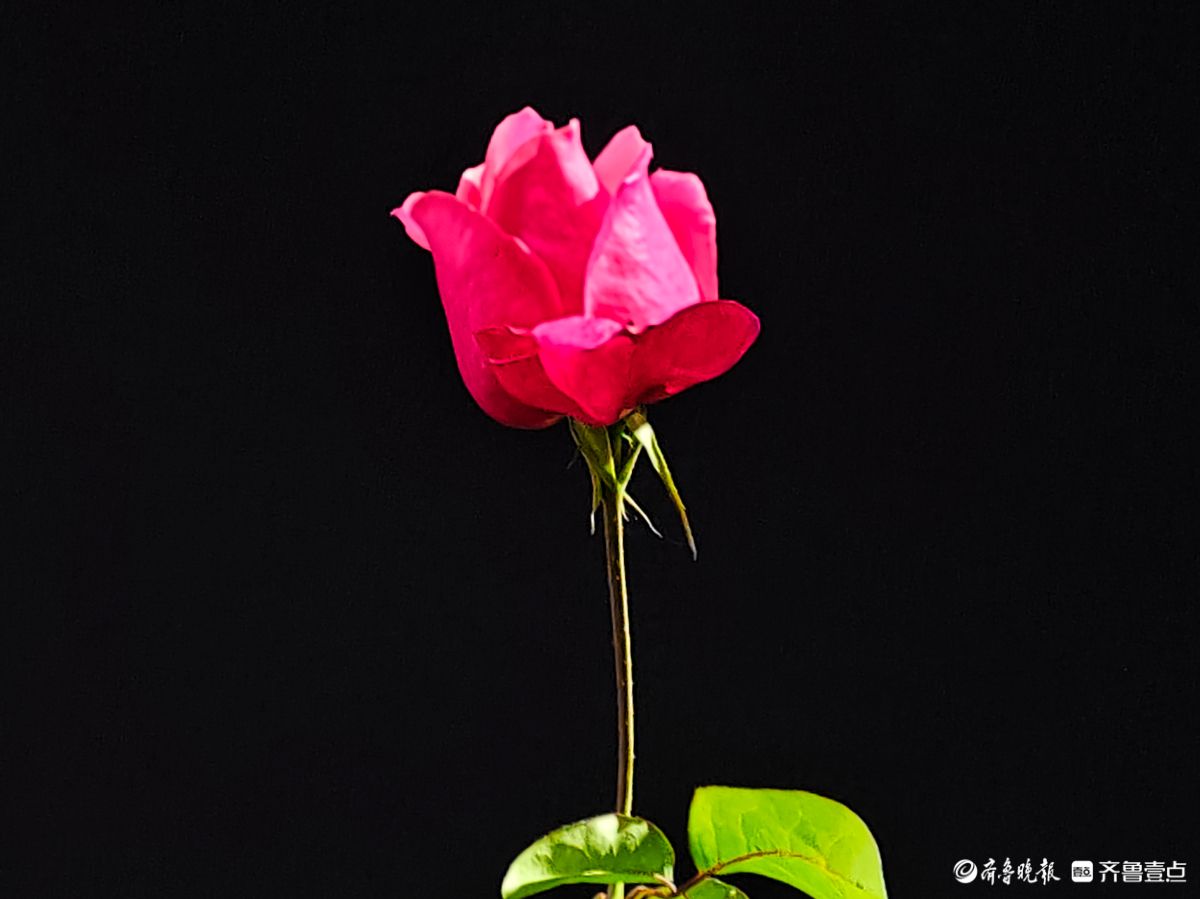 冬日里，倔强的月季傲霜绽放