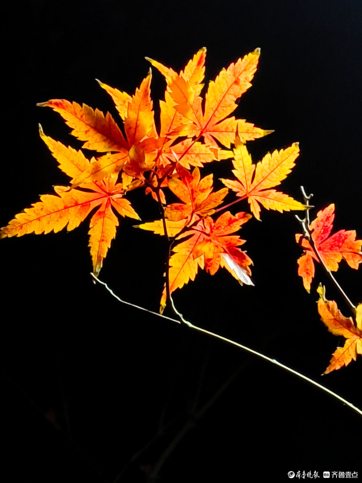冬日夜幕下，靓丽的枫树叶彰显独特魅力