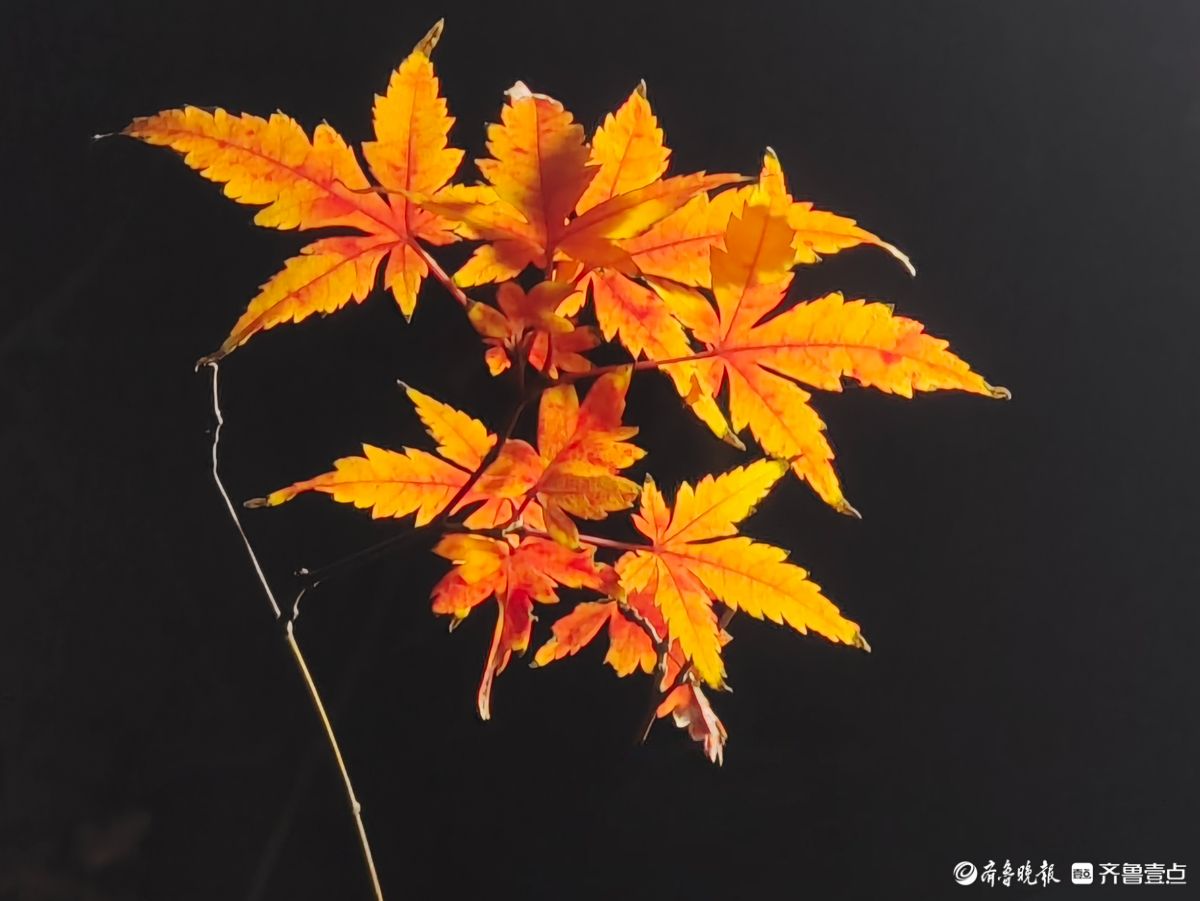冬日夜幕下，靓丽的枫树叶彰显独特魅力