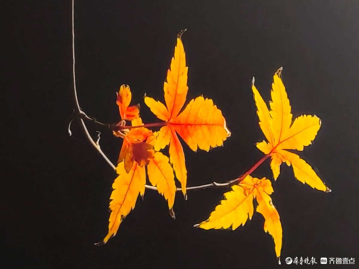 冬日夜幕下，靓丽的枫树叶彰显独特魅力