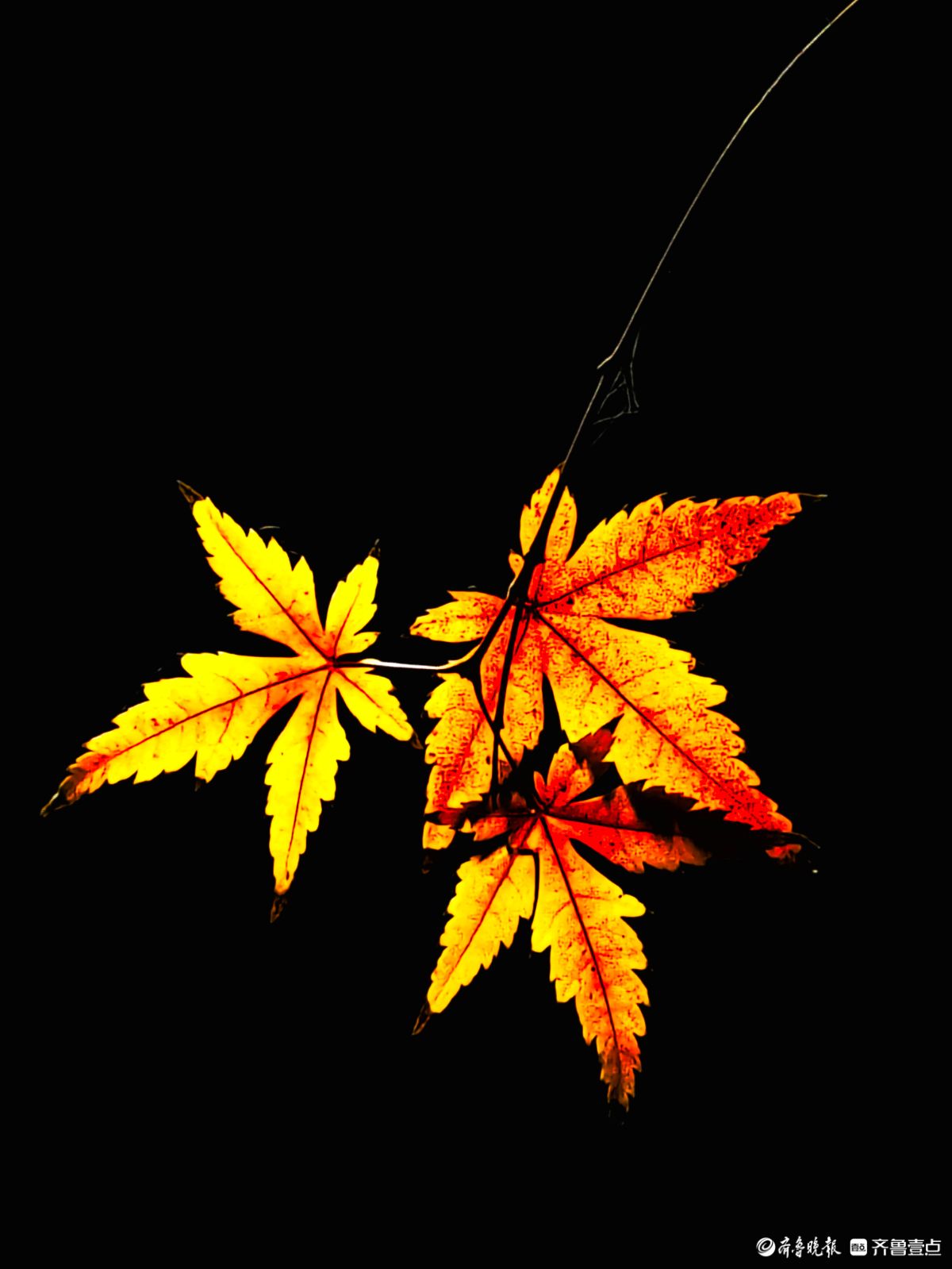 冬日夜幕下，靓丽的枫树叶彰显独特魅力