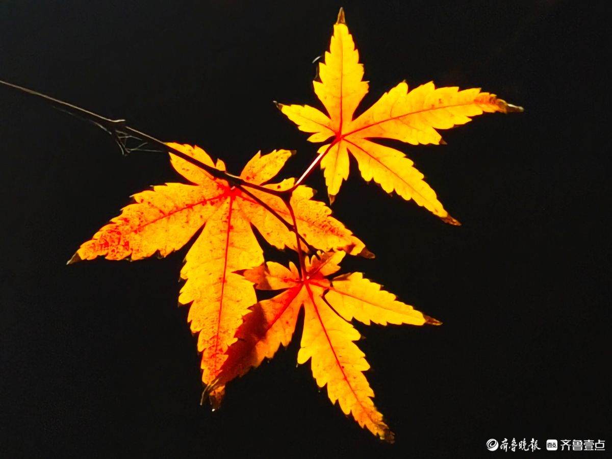 冬日夜幕下，靓丽的枫树叶彰显独特魅力