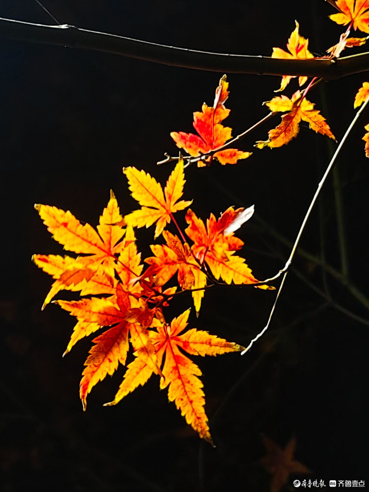 冬日夜幕下，靓丽的枫树叶彰显独特魅力