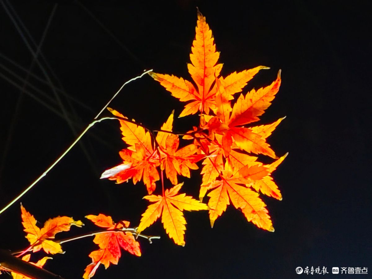 冬日夜幕下，靓丽的枫树叶彰显独特魅力