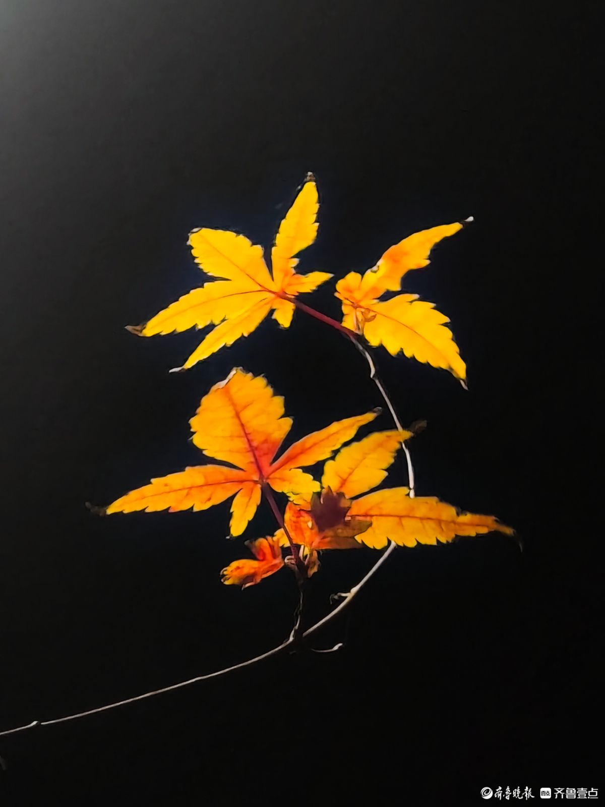 冬日夜幕下，靓丽的枫树叶彰显独特魅力