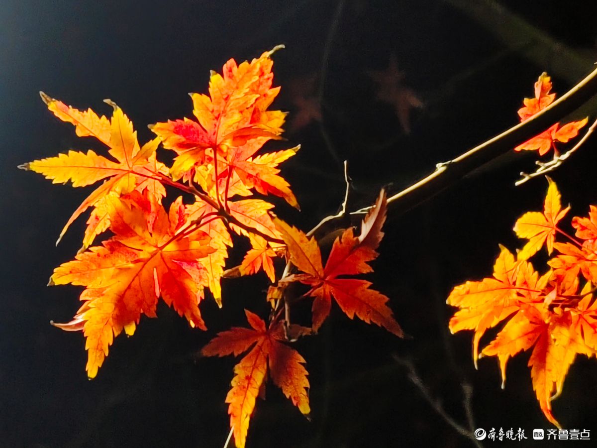 冬日夜幕下，靓丽的枫树叶彰显独特魅力