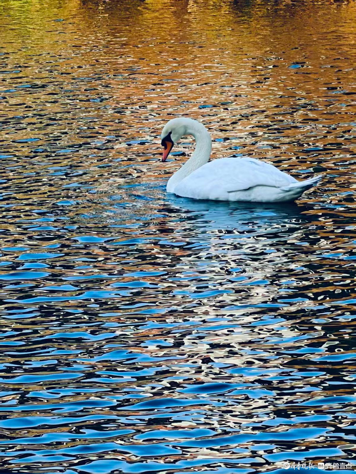 泉城公园，大天鹅和水鸟的共同家园