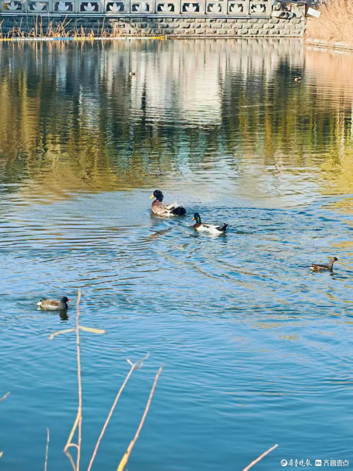 泉城公园，大天鹅和水鸟的共同家园