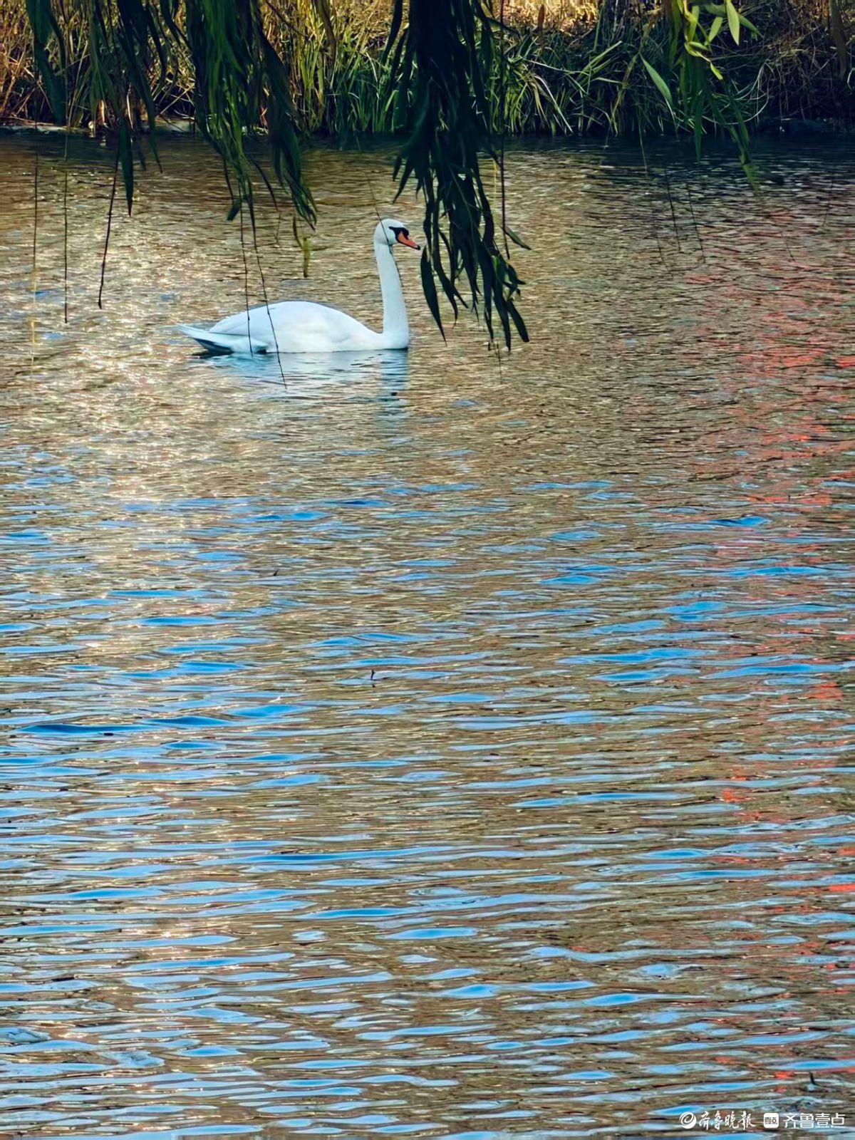 泉城公园，大天鹅和水鸟的共同家园