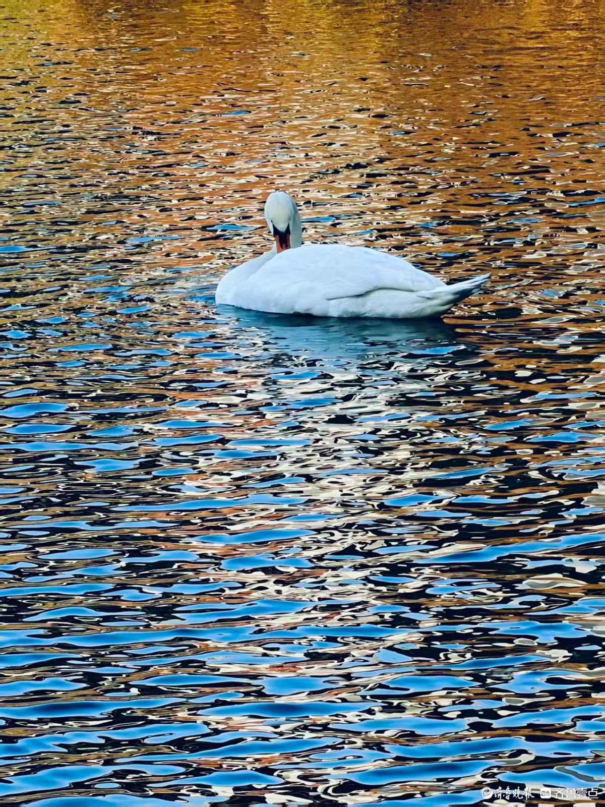 泉城公园，大天鹅和水鸟的共同家园