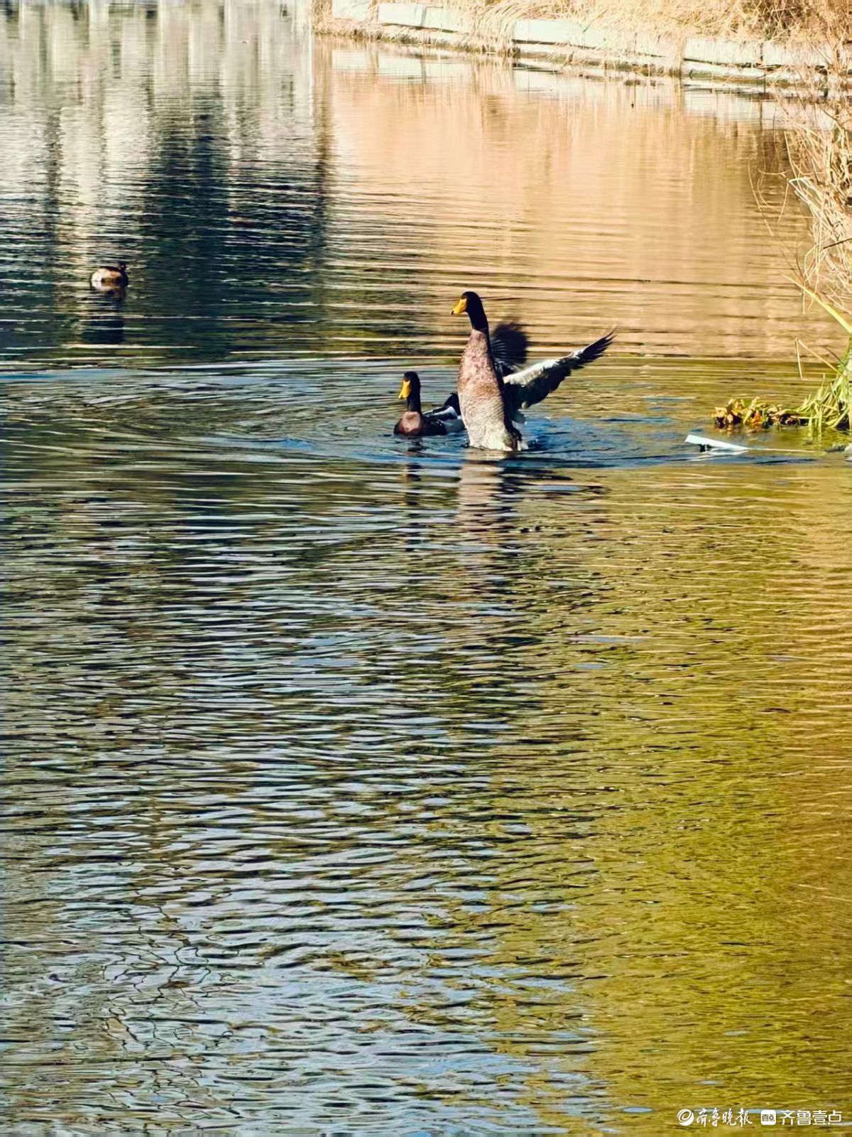 泉城公园，大天鹅和水鸟的共同家园