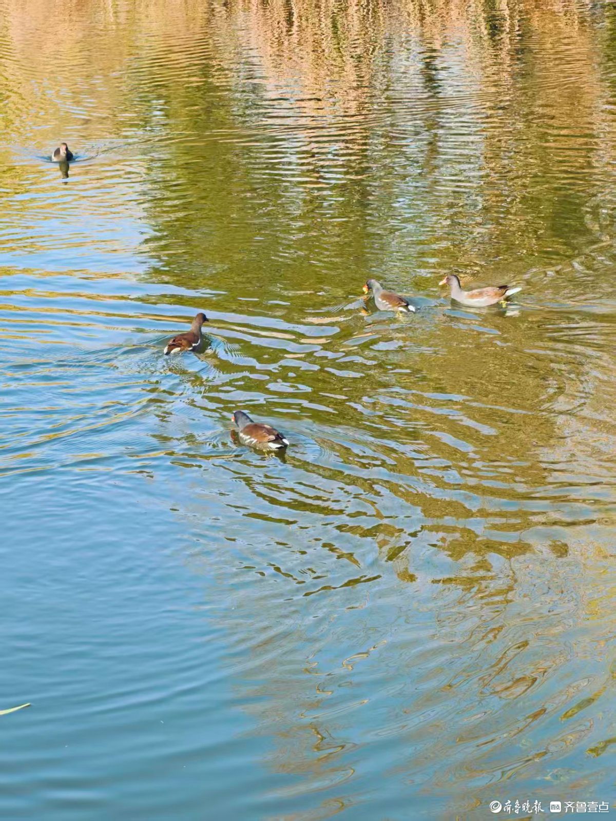 泉城公园，大天鹅和水鸟的共同家园