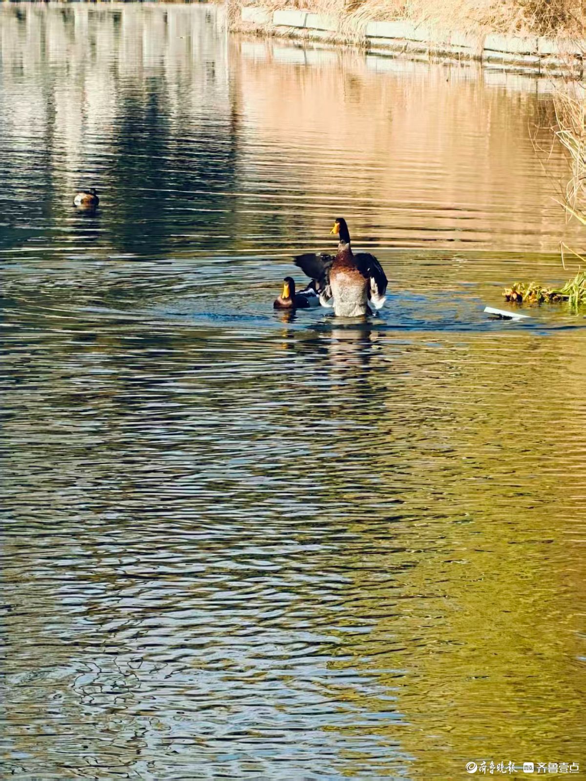 泉城公园，大天鹅和水鸟的共同家园