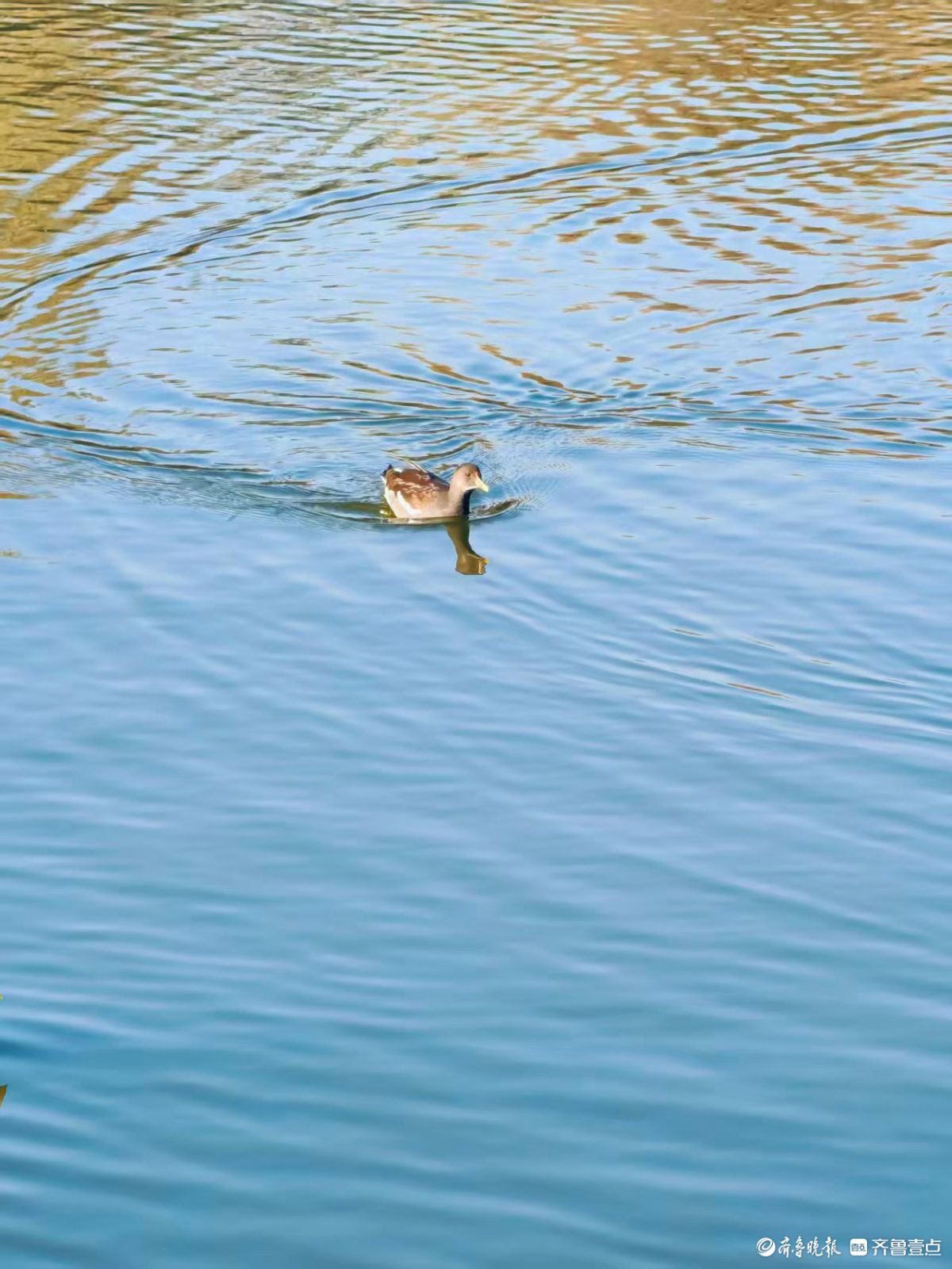 泉城公园，大天鹅和水鸟的共同家园