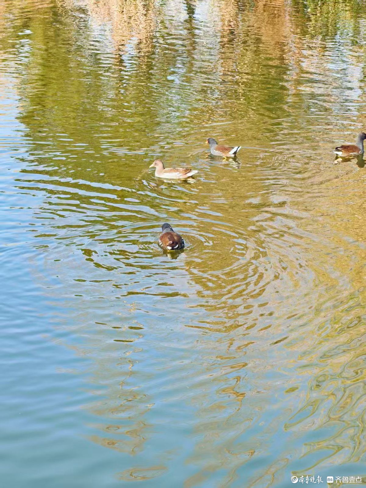 泉城公园，大天鹅和水鸟的共同家园
