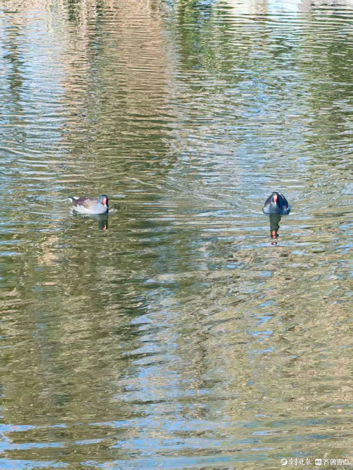 泉城公园，大天鹅和水鸟的共同家园