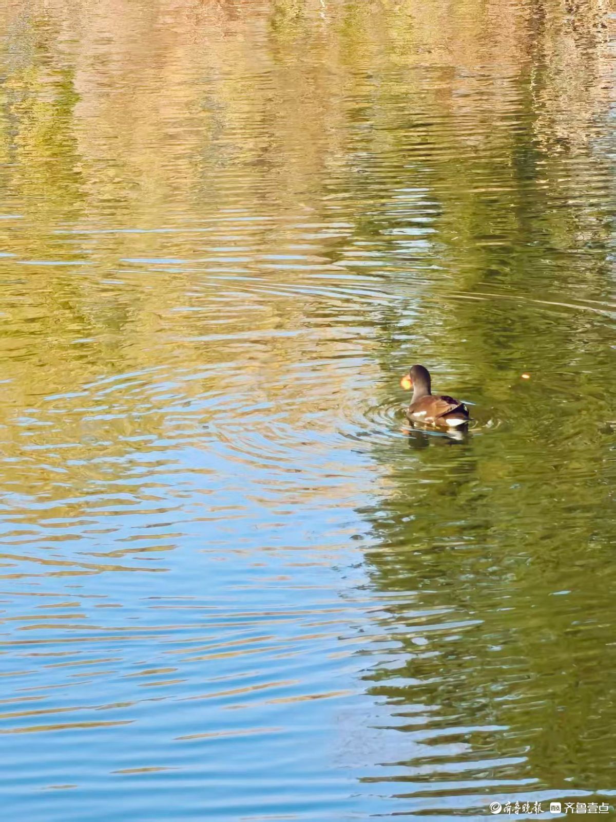 泉城公园，大天鹅和水鸟的共同家园
