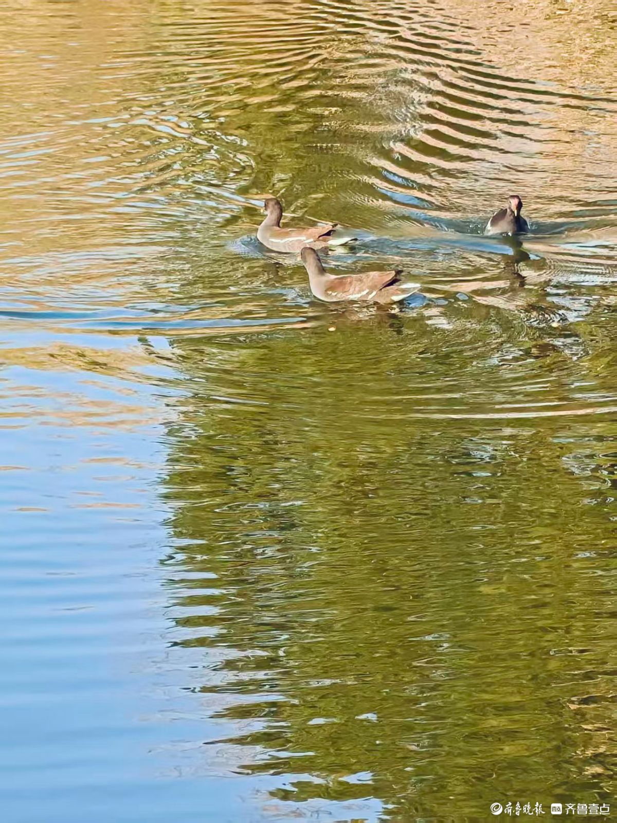 泉城公园，大天鹅和水鸟的共同家园