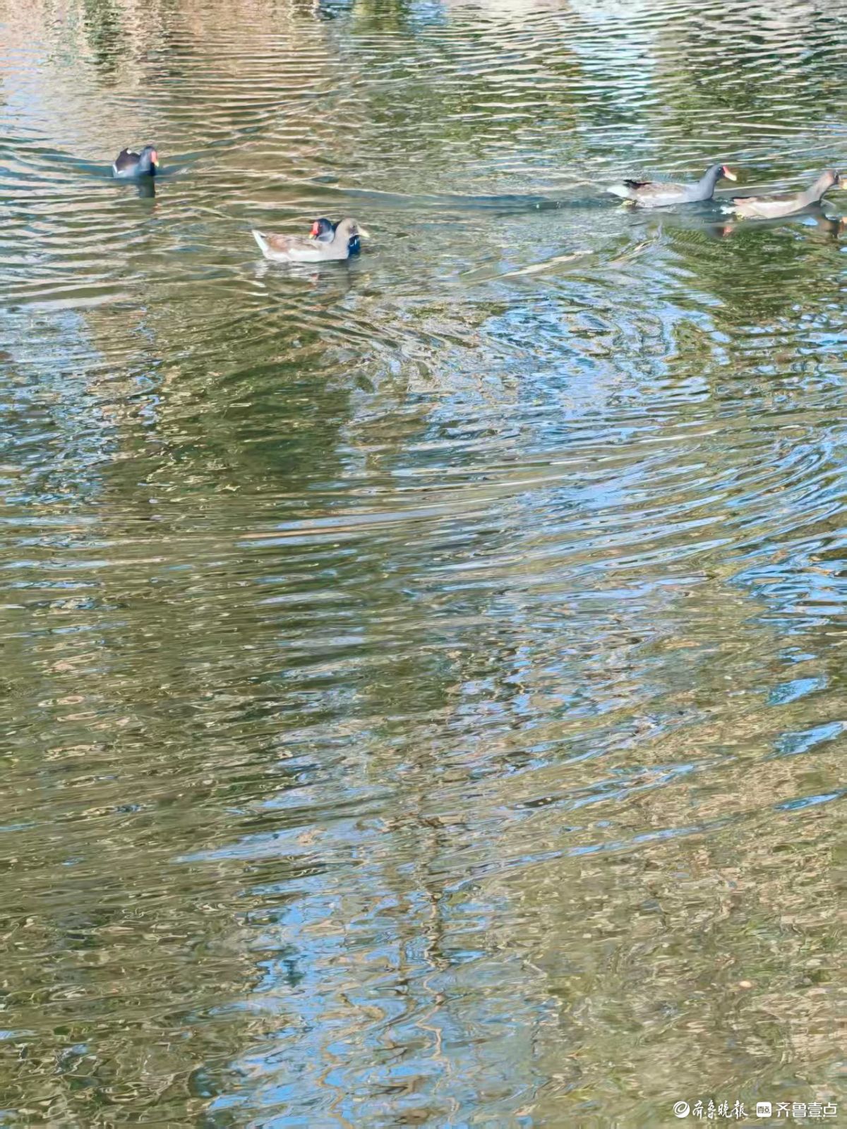 泉城公园，大天鹅和水鸟的共同家园