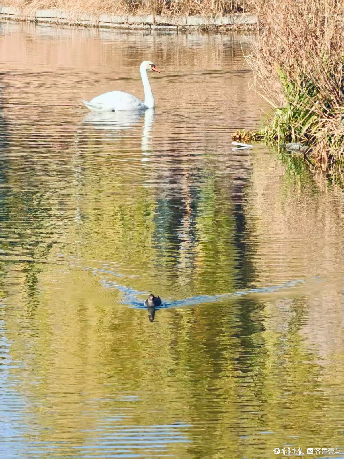 泉城公园，大天鹅和水鸟的共同家园