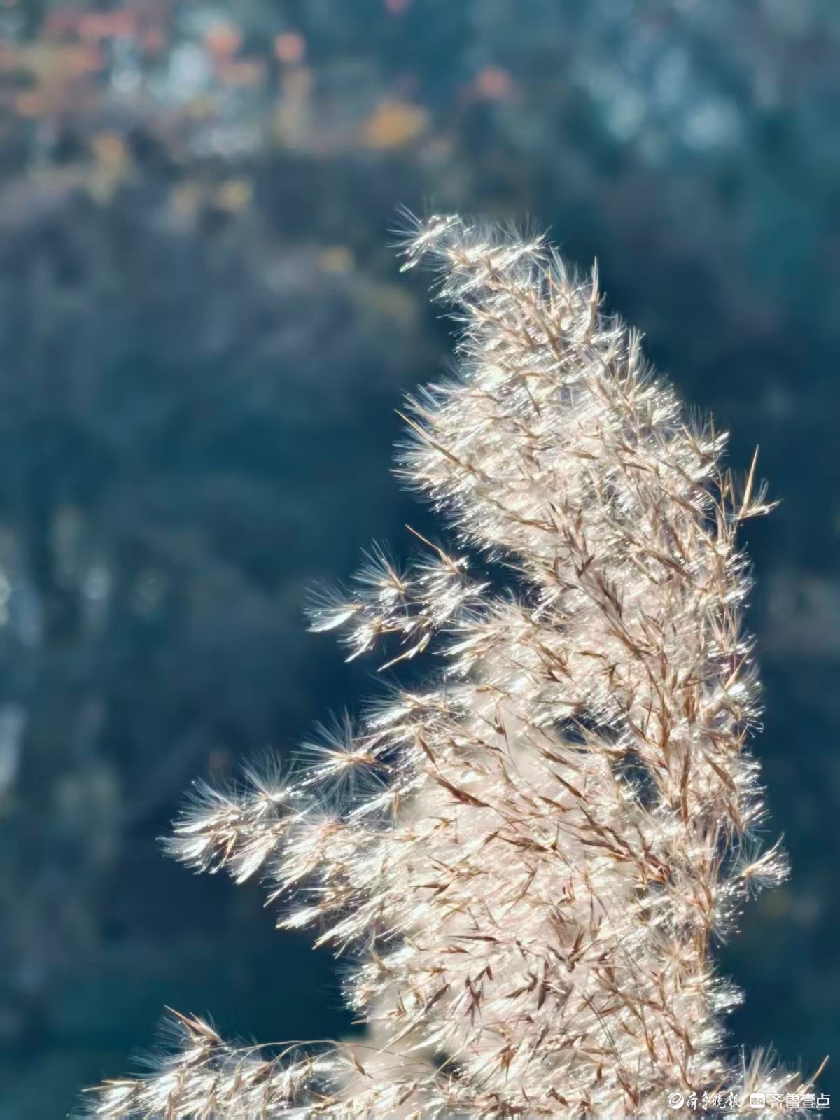 阳光下的初冬芦花