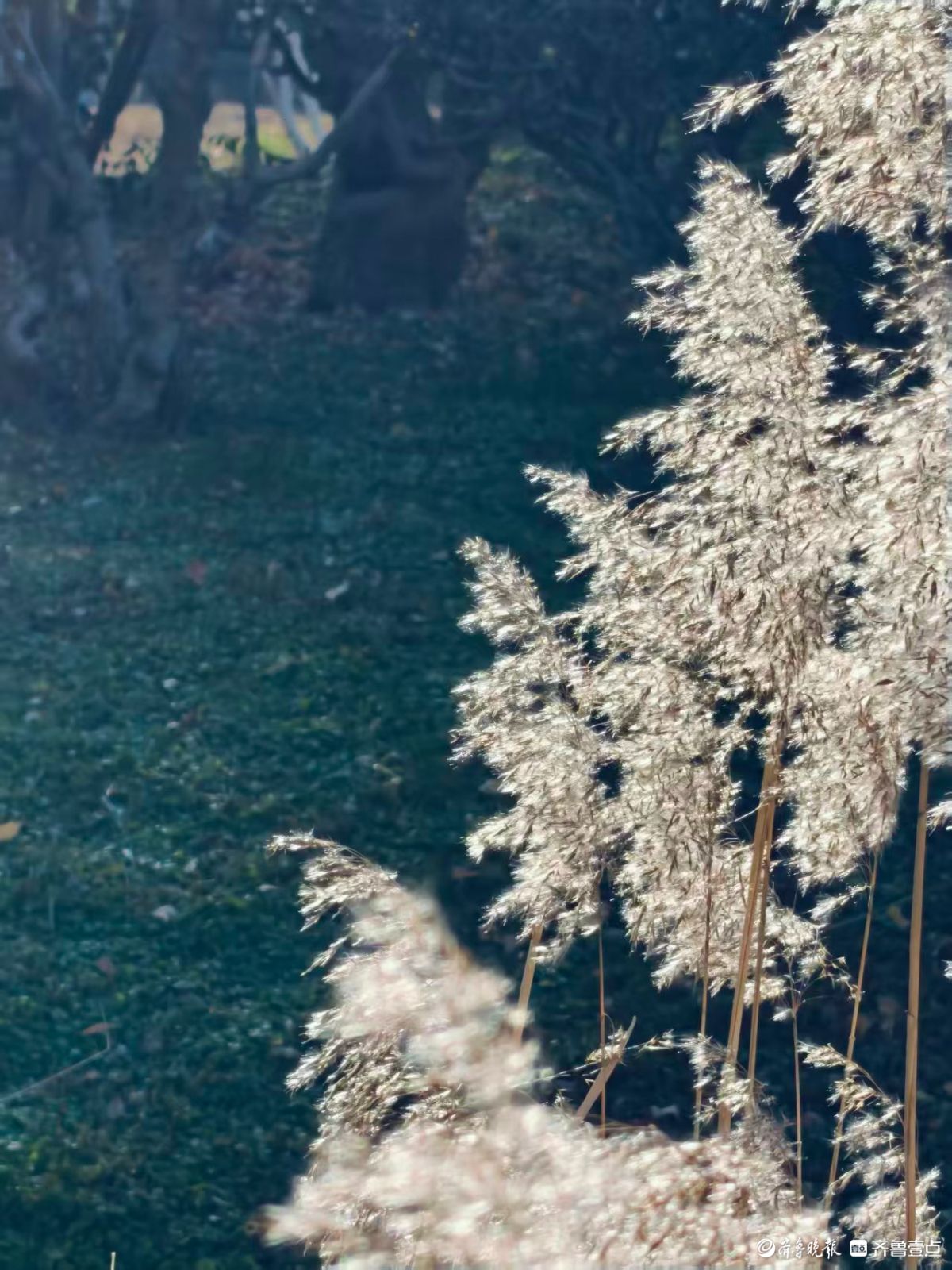 阳光下的初冬芦花