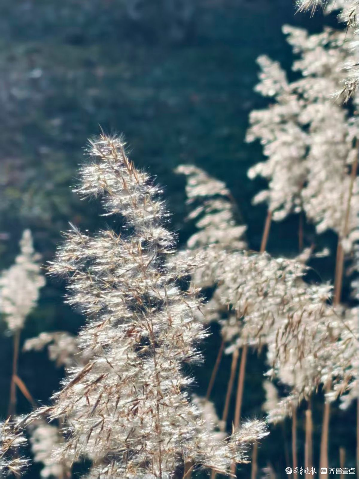 阳光下的初冬芦花