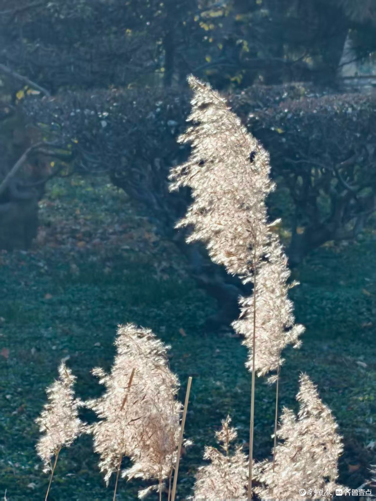 阳光下的初冬芦花