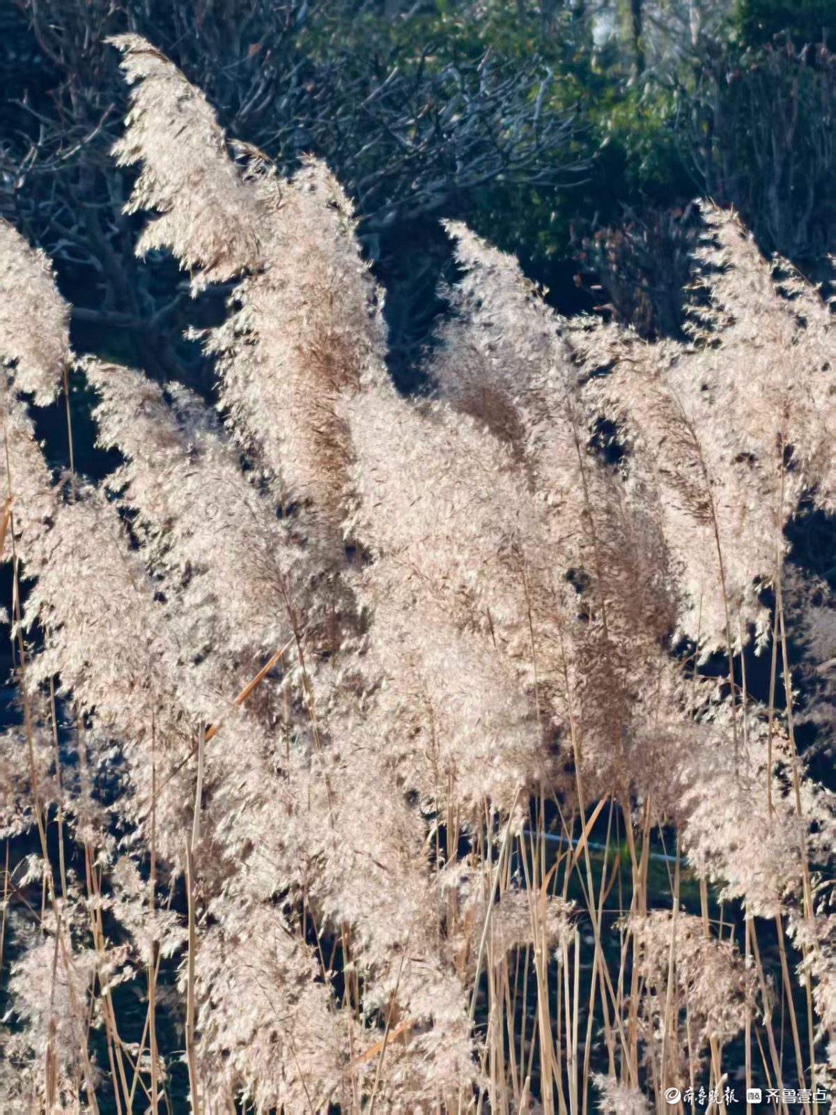 阳光下的初冬芦花