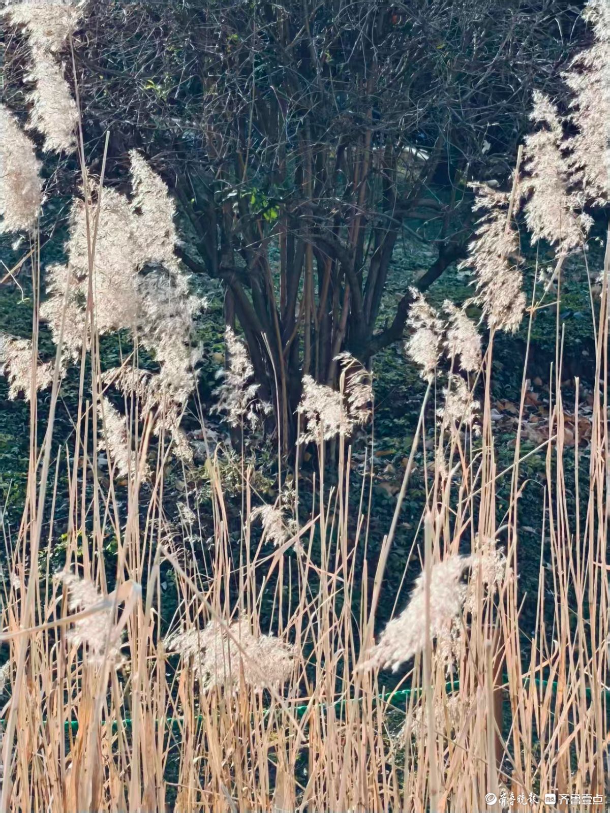 阳光下的初冬芦花