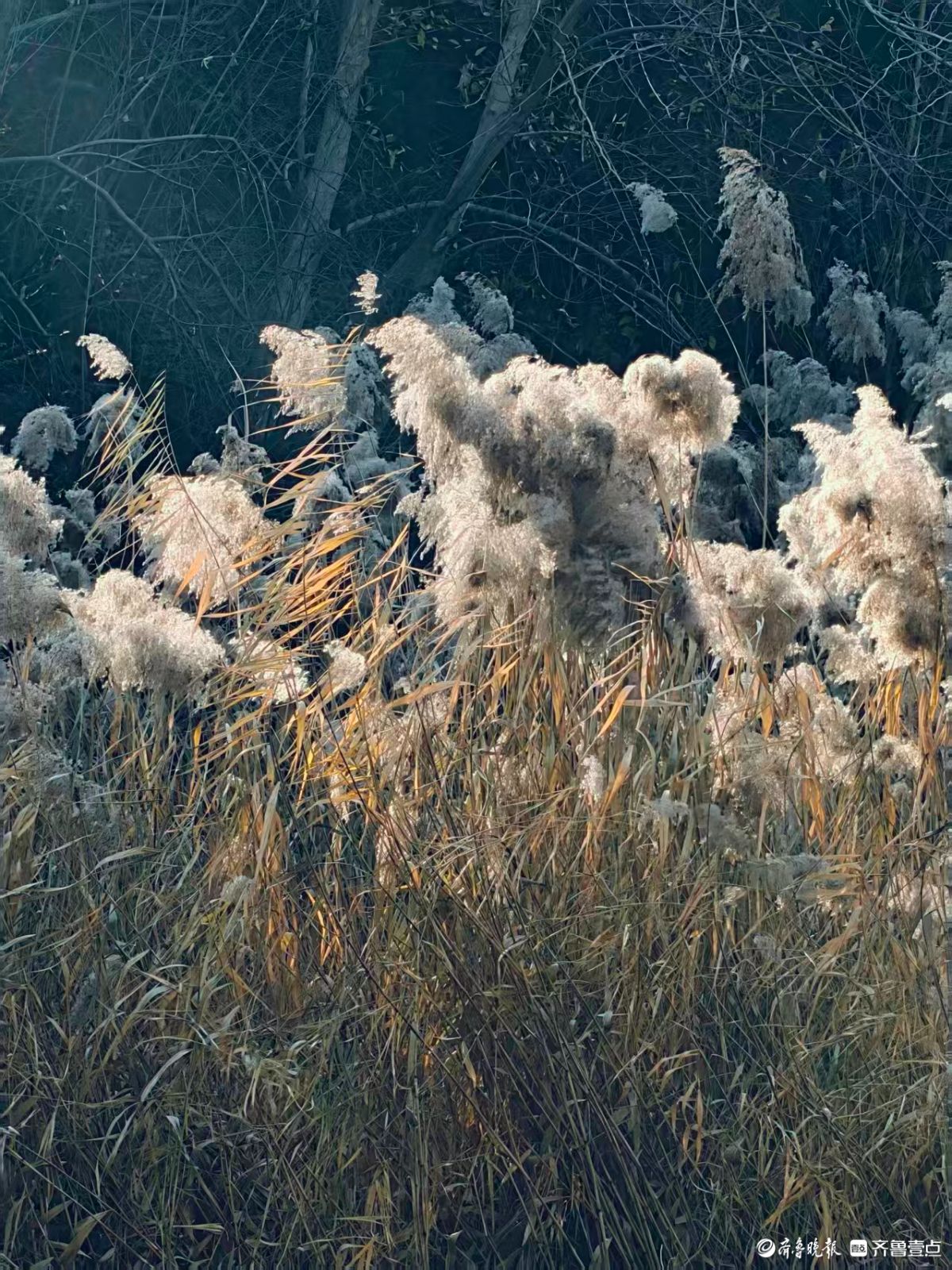 阳光下的初冬芦花