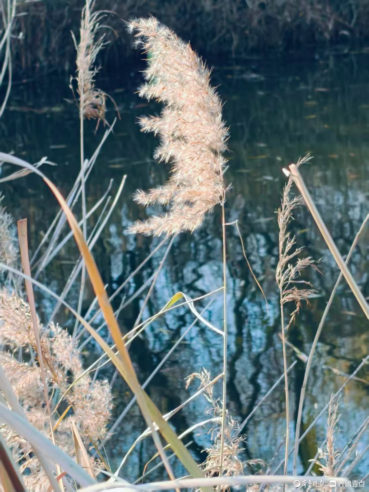 阳光下的初冬芦花