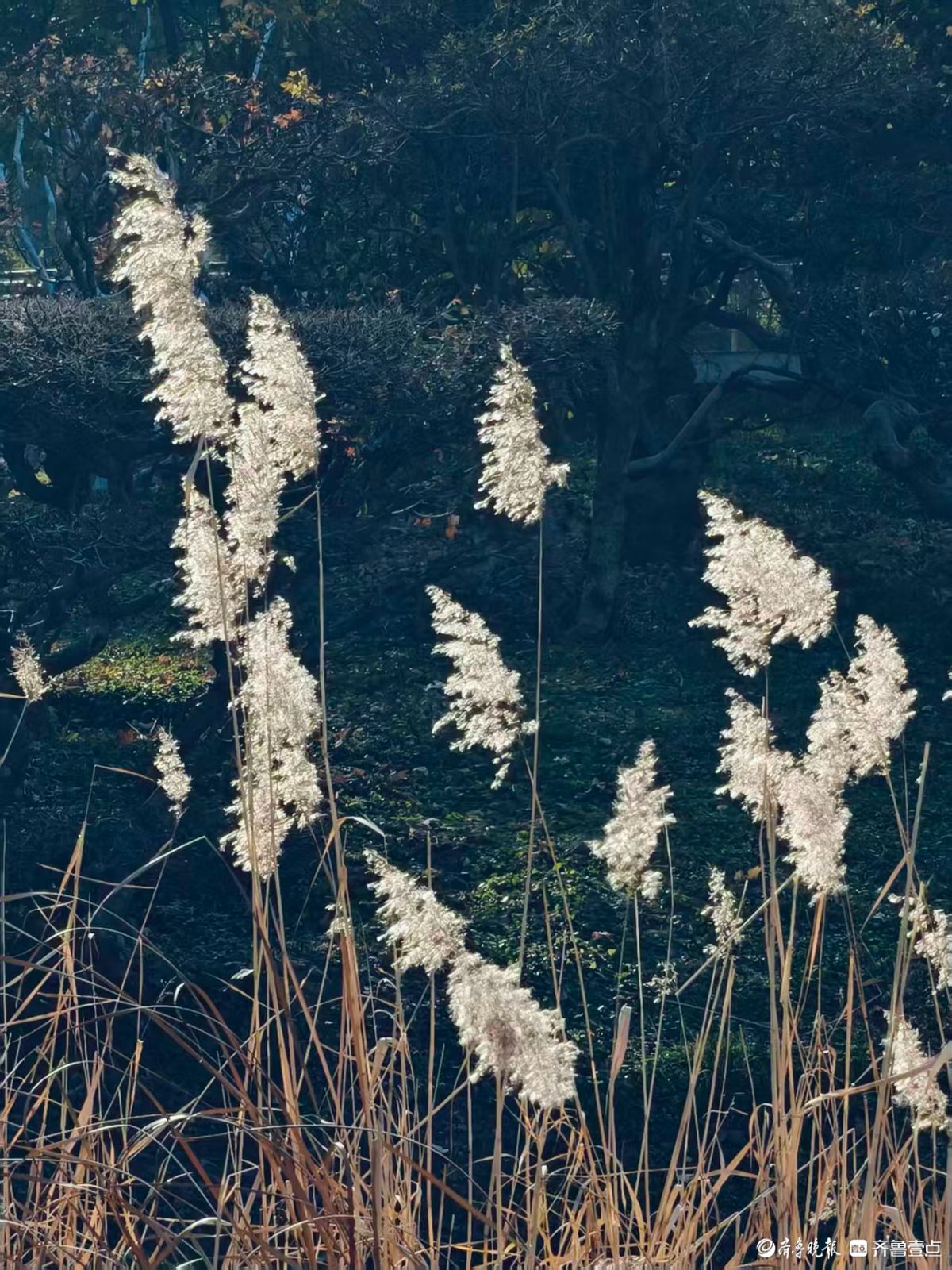 阳光下的初冬芦花