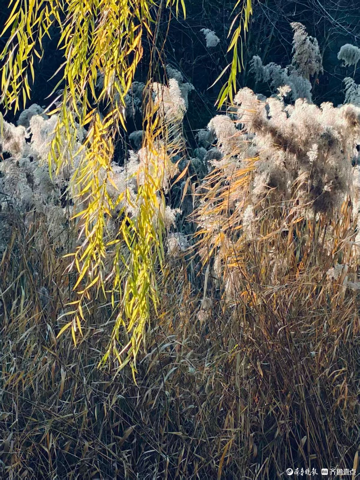 阳光下的初冬芦花