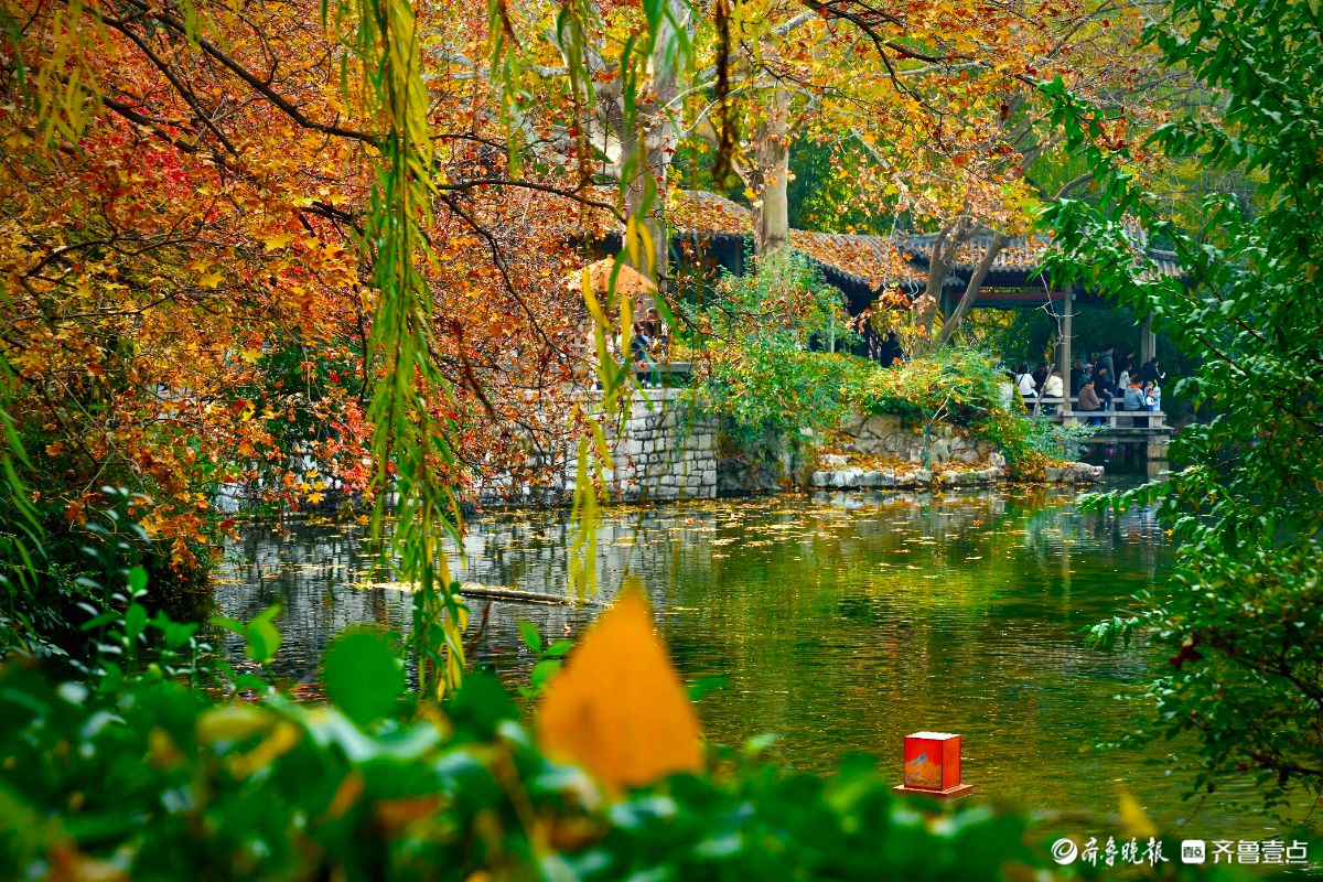 冬季的趵突泉景区，有一处红叶打卡地