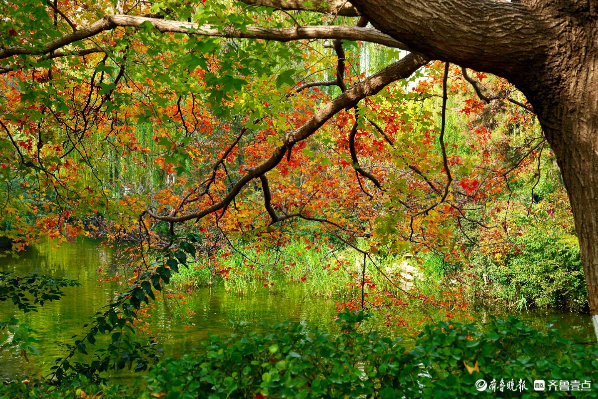 冬季的趵突泉景区，有一处红叶打卡地