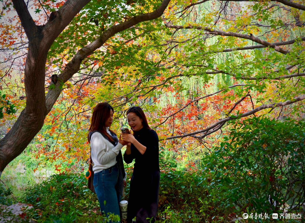 冬季的趵突泉景区，有一处红叶打卡地