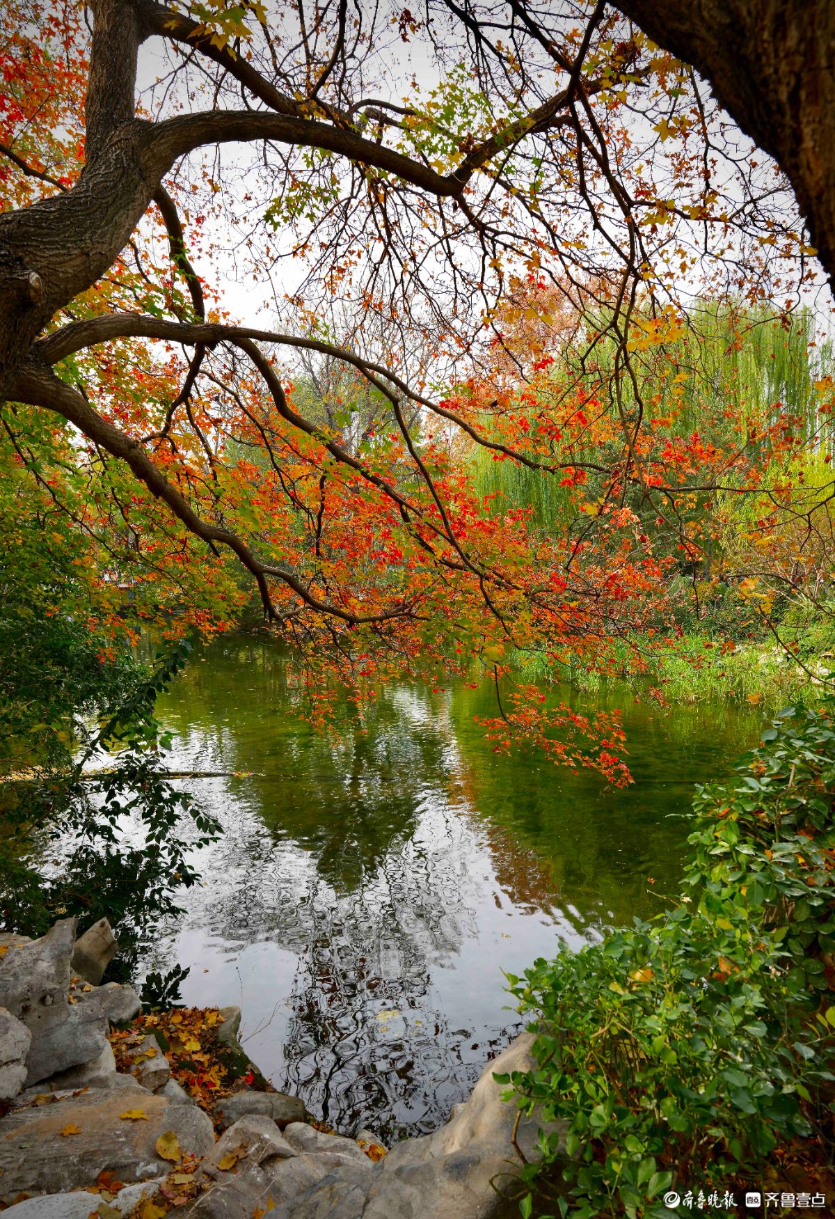 冬季的趵突泉景区，有一处红叶打卡地