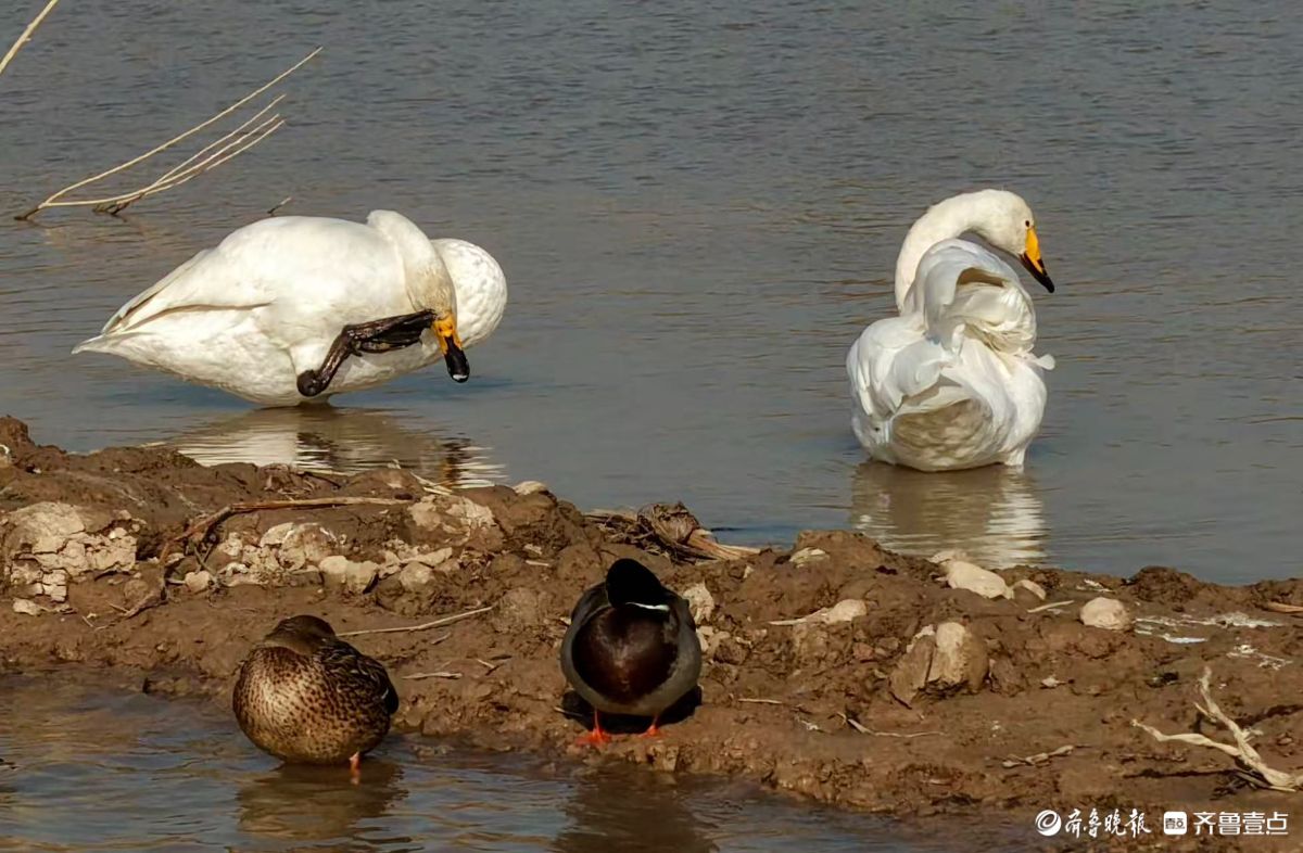 济南“天鹅湖”——黄河北岸沉沙池