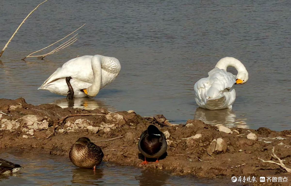 济南“天鹅湖”——黄河北岸沉沙池