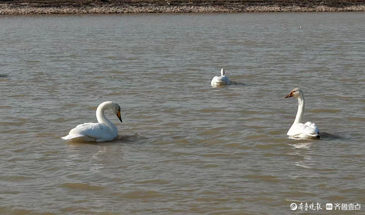 济南“天鹅湖”——黄河北岸沉沙池