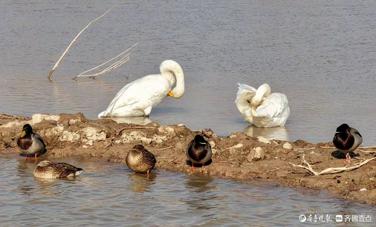 济南“天鹅湖”——黄河北岸沉沙池