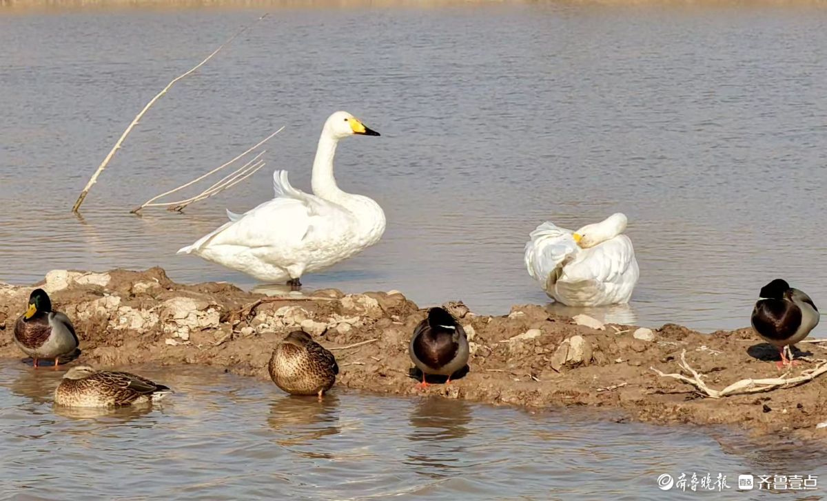 济南“天鹅湖”——黄河北岸沉沙池