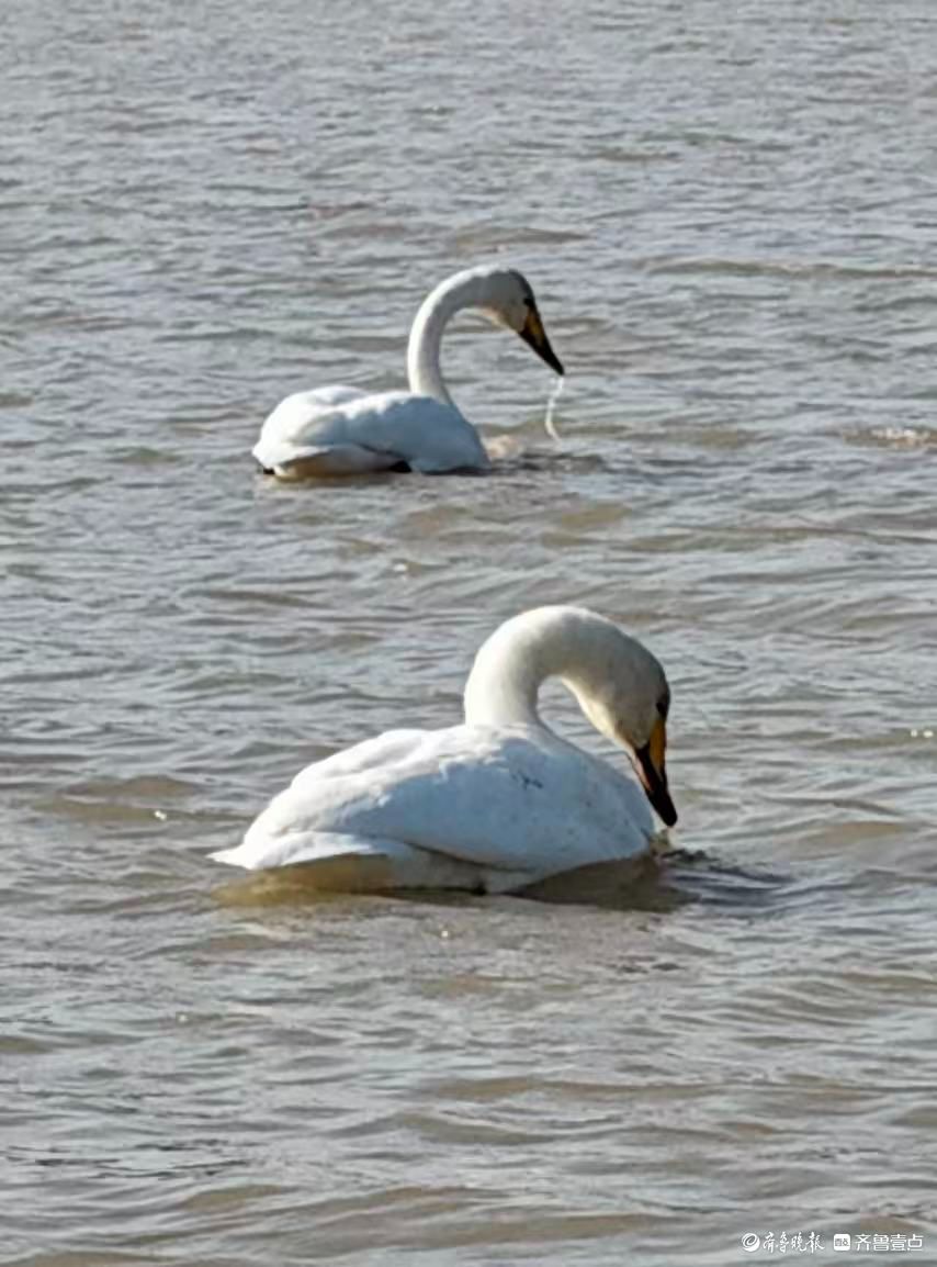 济南“天鹅湖”——黄河北岸沉沙池
