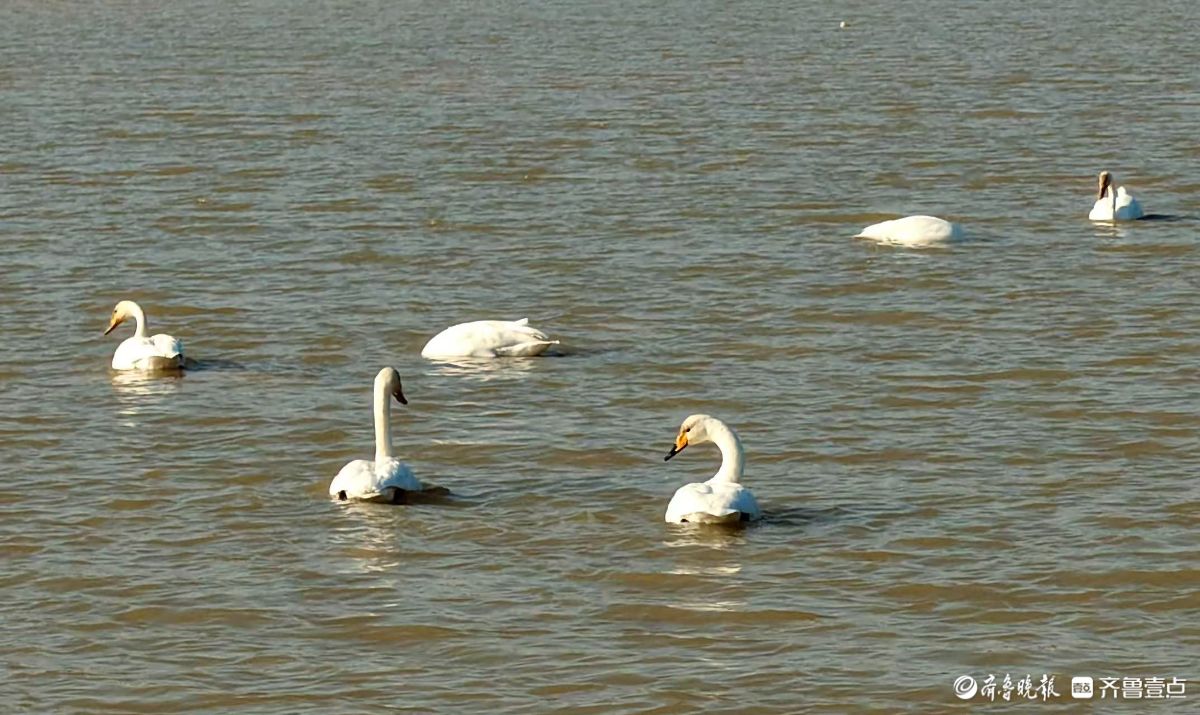 济南“天鹅湖”——黄河北岸沉沙池