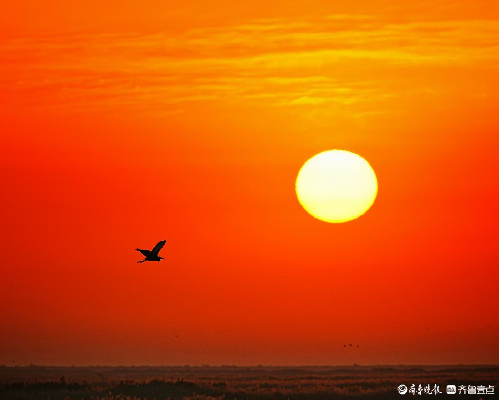 东营黄河湿地，飞向光明