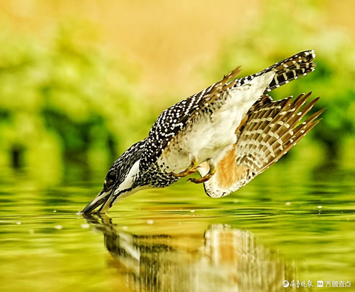 冠鱼狗捕鱼入水瞬间