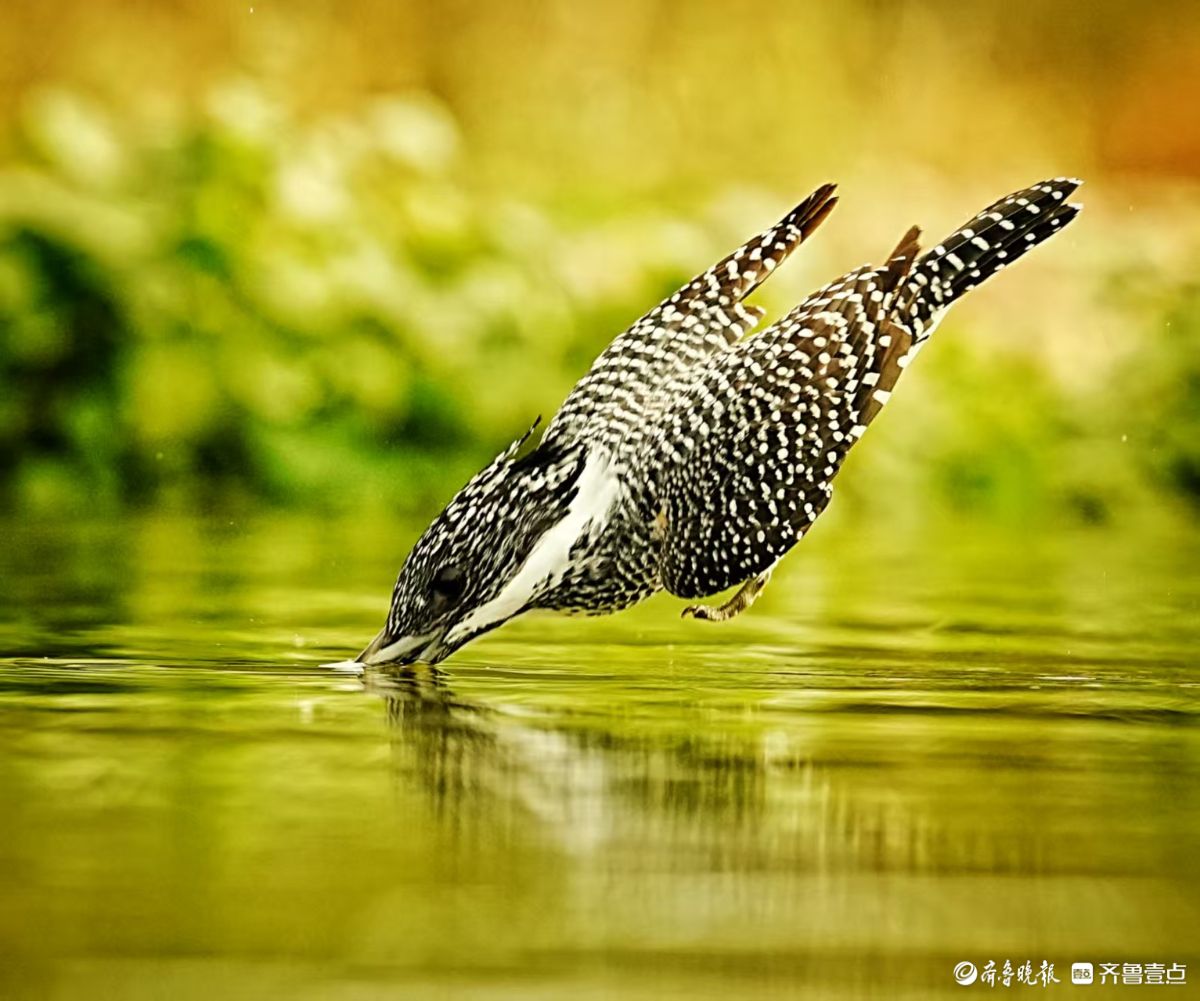 冠鱼狗捕鱼入水瞬间