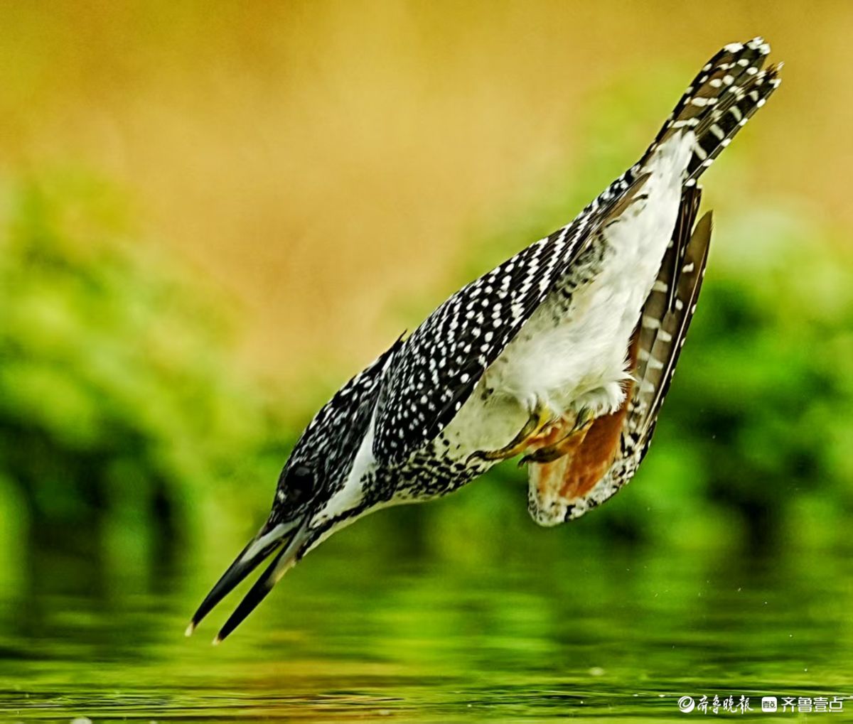 冠鱼狗捕鱼入水瞬间